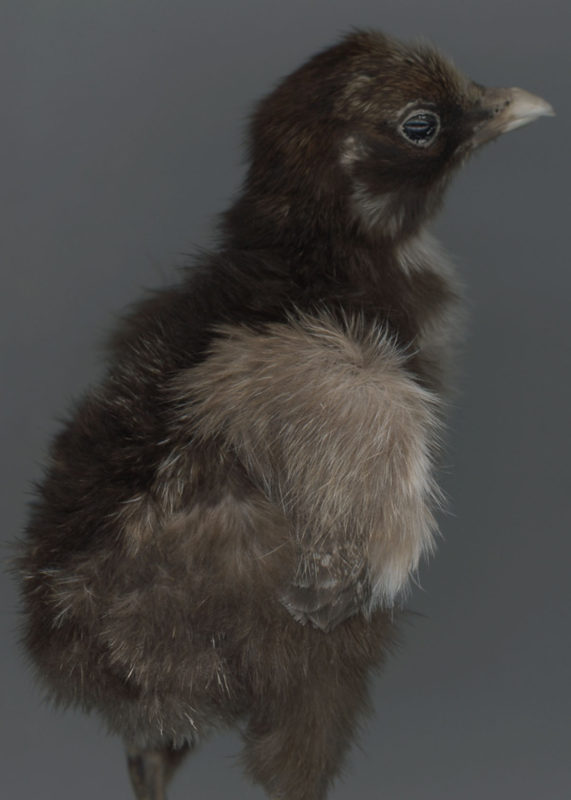 TAXIDERMY CHICK, CLAUDE NATURE, PARIS, 2020 - HUMAN TEETH MOULDS, HÔPITAL SAINT-ANTOINE, PARIS, 2020 KATERINA JEBB