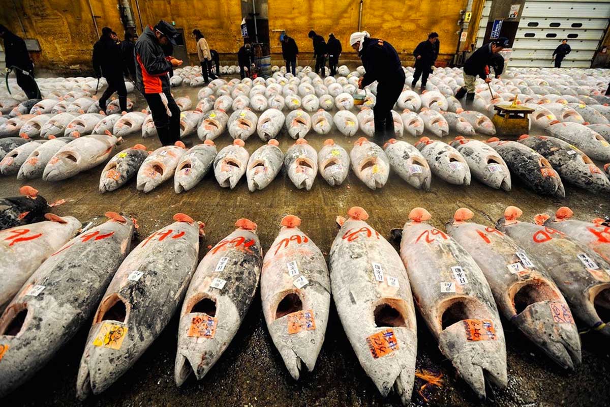 The bluefin tuna is being pushed to the brink of extinction due to overfishing, image coby.edu