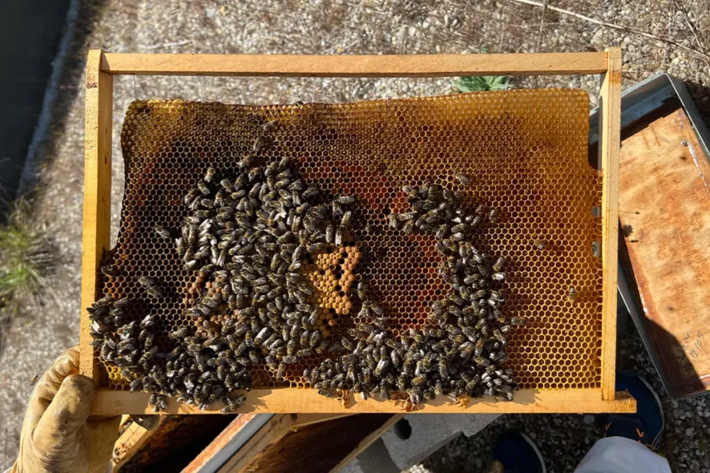 The bee garden in Melivta's headquarter